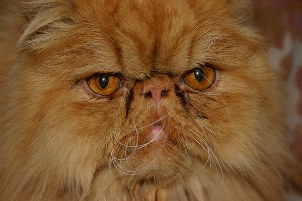 10 Grumpy Animals Having a Worse Day Than You