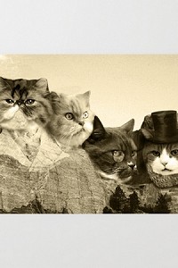 Meowmore (3 Pack) Stationary Cards